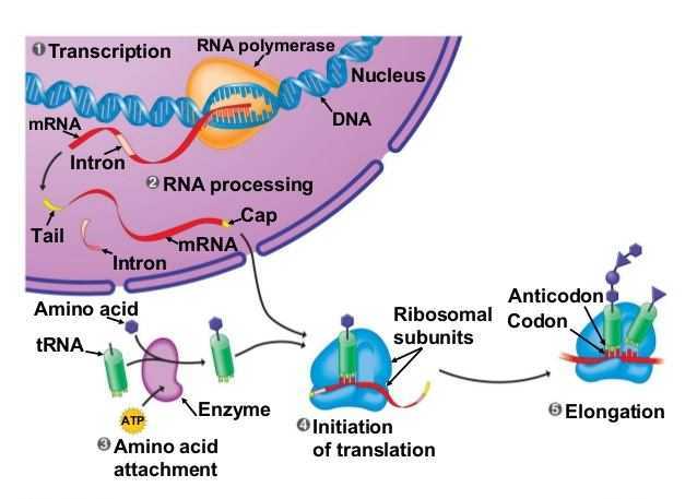 Tumori: una antica proteina svela le funzioni del microRNA