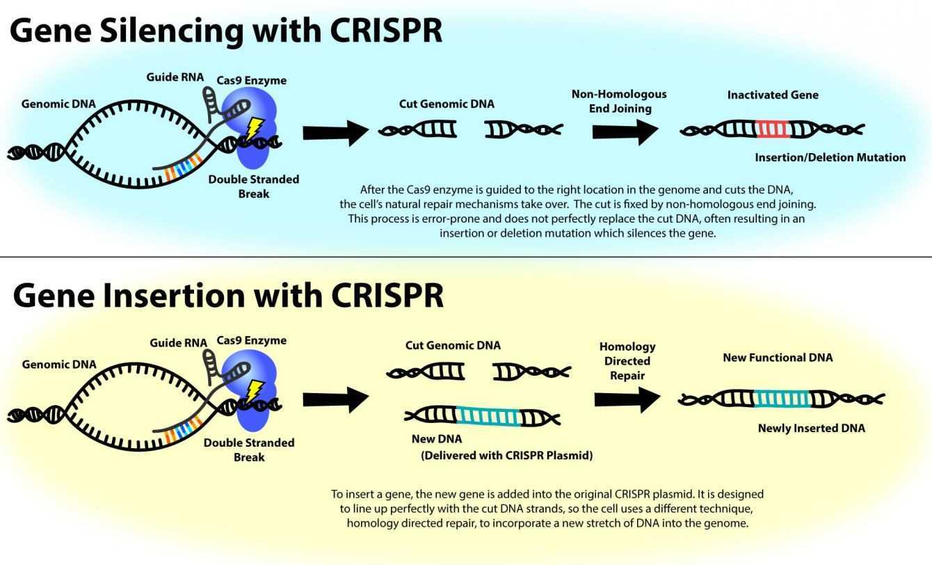 Cura tumore: testata per la prima volta la CRISPR | Medicina