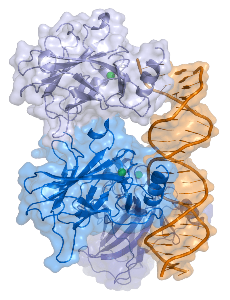 Tumori: lo studio per controllare una proteina chiave