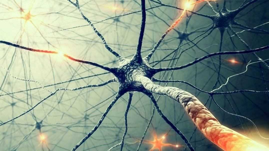 Biologia: il cervello è in grado di produrre neuroni fino ai 90 anni