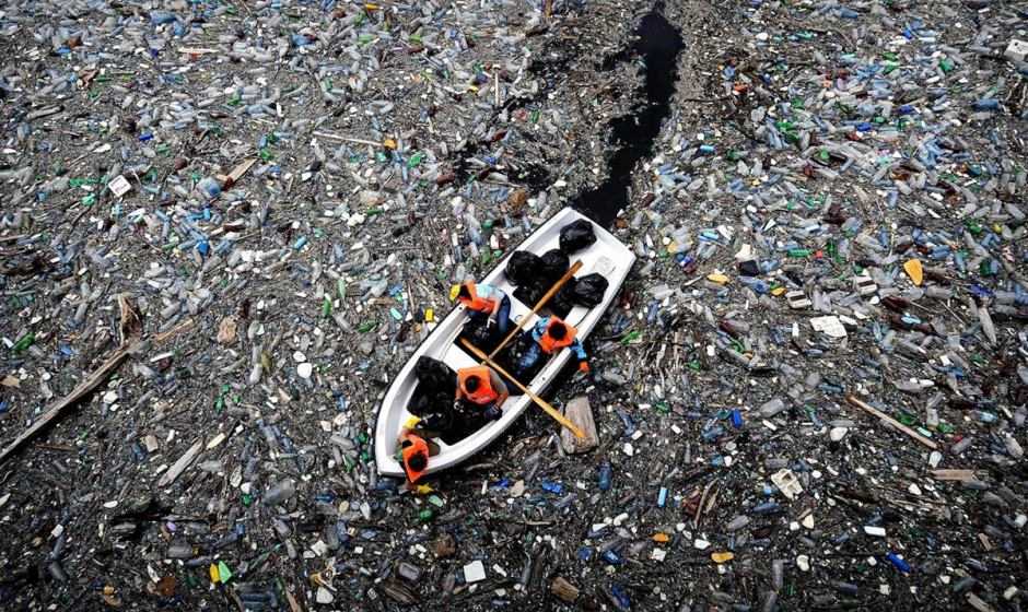 Pioppo: arma contro l’inquinamento da plastica | Ecologia