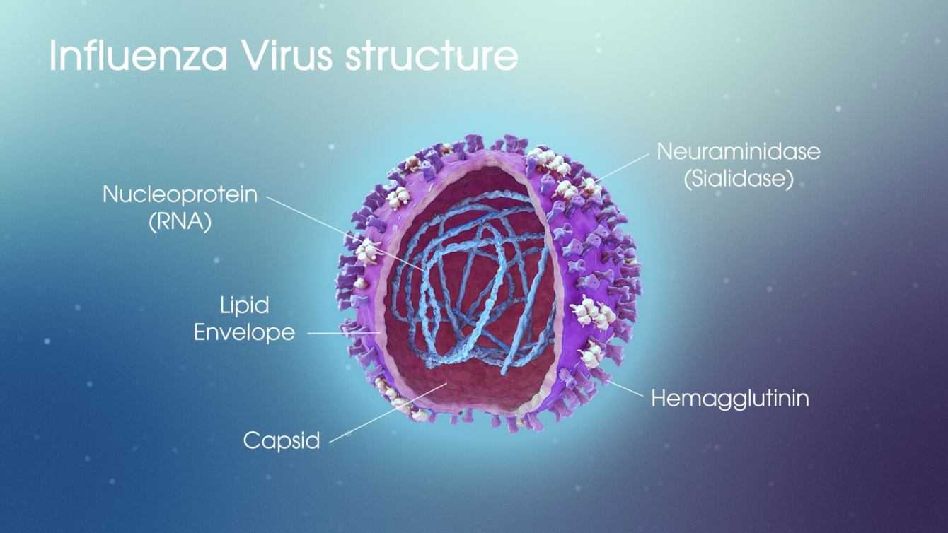 Influenza: il punto debole del virus per nuovi vaccini | Medicina