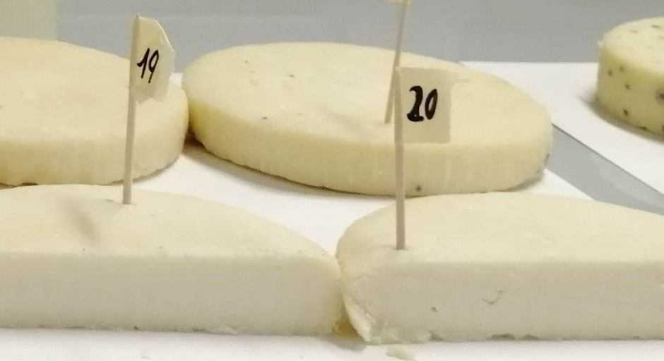 Batteri: Scoperti nei formaggi trentini batteri autoctoni antistress