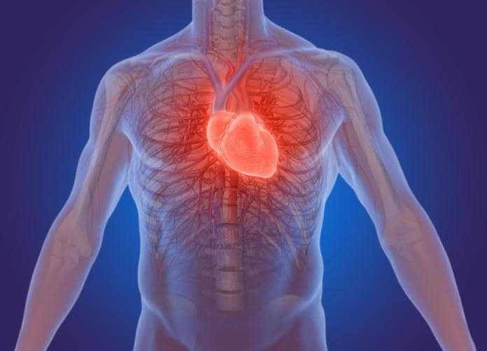 Medicina: terapia genica per riparare il cuore dopo un infarto