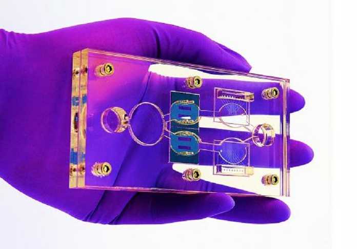 Organismo umano: è stato ricreato su un chip | Medicina