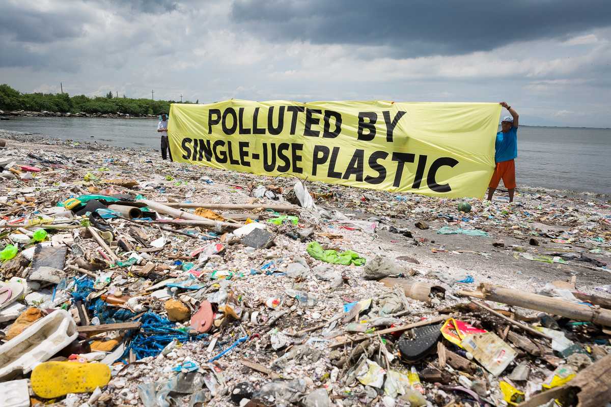Pioppo: arma contro l'inquinamento da plastica | Ecologia