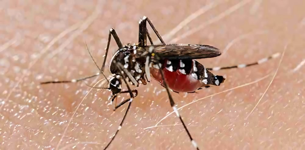 Zanzare tigre e malaria: tracciato il profilo della malattia | Biologia