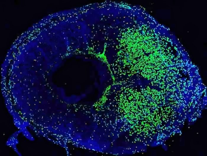 Midollo osseo: qui si nasconde il segreto della fertilità | Biologia