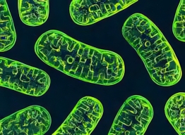 Scoperto un animale che vive senza ossigeno | Biologia