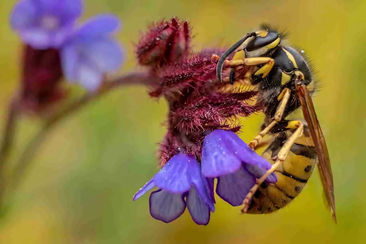 Insetti: verso una nuova estinzione di massa? | Ecologia