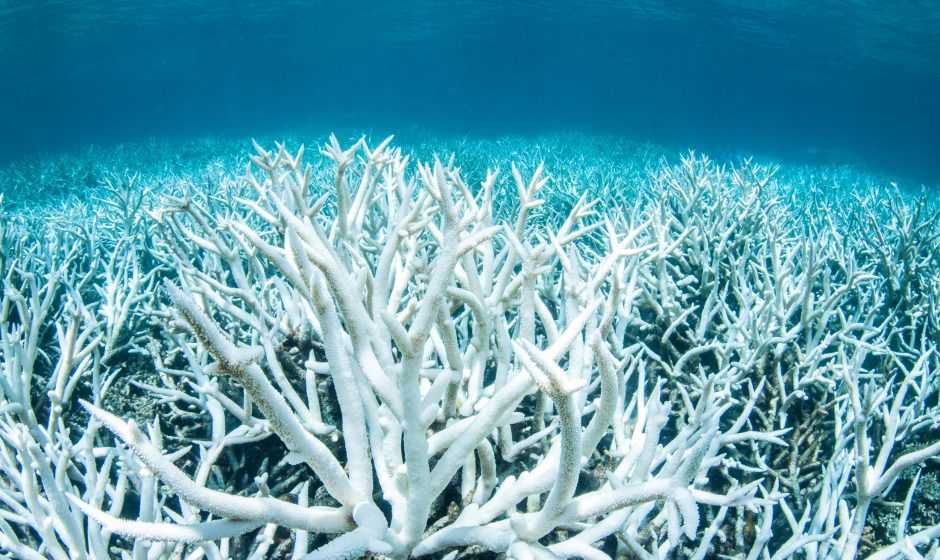 Salvare barriera corallina: nuvole artificiali contro il riscaldamento dei mari | Ecologia