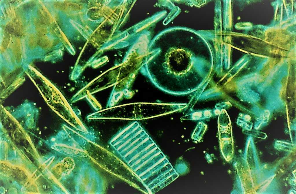 Alghe "ladre di geni": usano i batteri per sopravvivere | Biologia