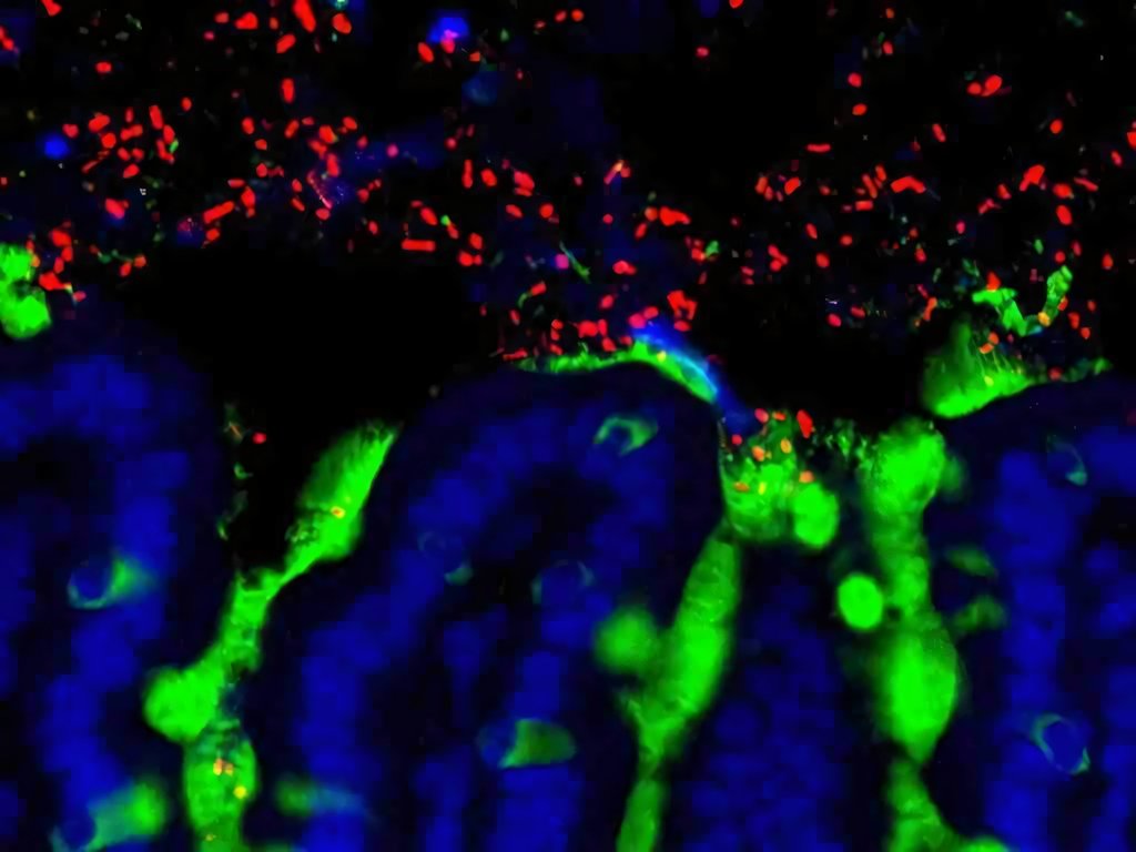Microbiota: influenza lo sviluppo neurologico
