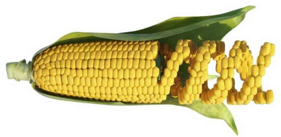OGM: utili per combattere la carenza di micronutrienti