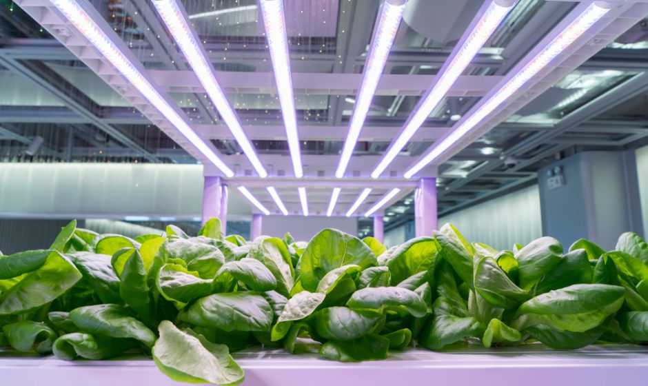 LED coltivazione piante per il tuo orto in casa
