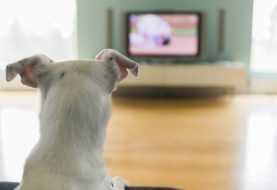 Cane e TV: cosa ama guardare l'amico a quattro zampe
