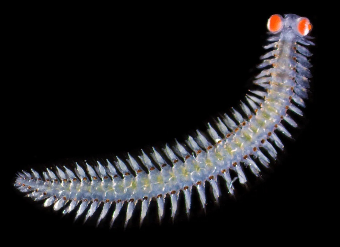 Vermi marini con occhi giganti: una meraviglia che affascina gli scienziati