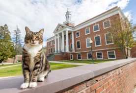 Il gattino mascotte dell'università riceve una laurea honoris causa