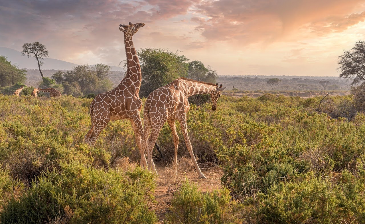 Migliore compagnia di safari in Kenya 2026: Safari Soles
